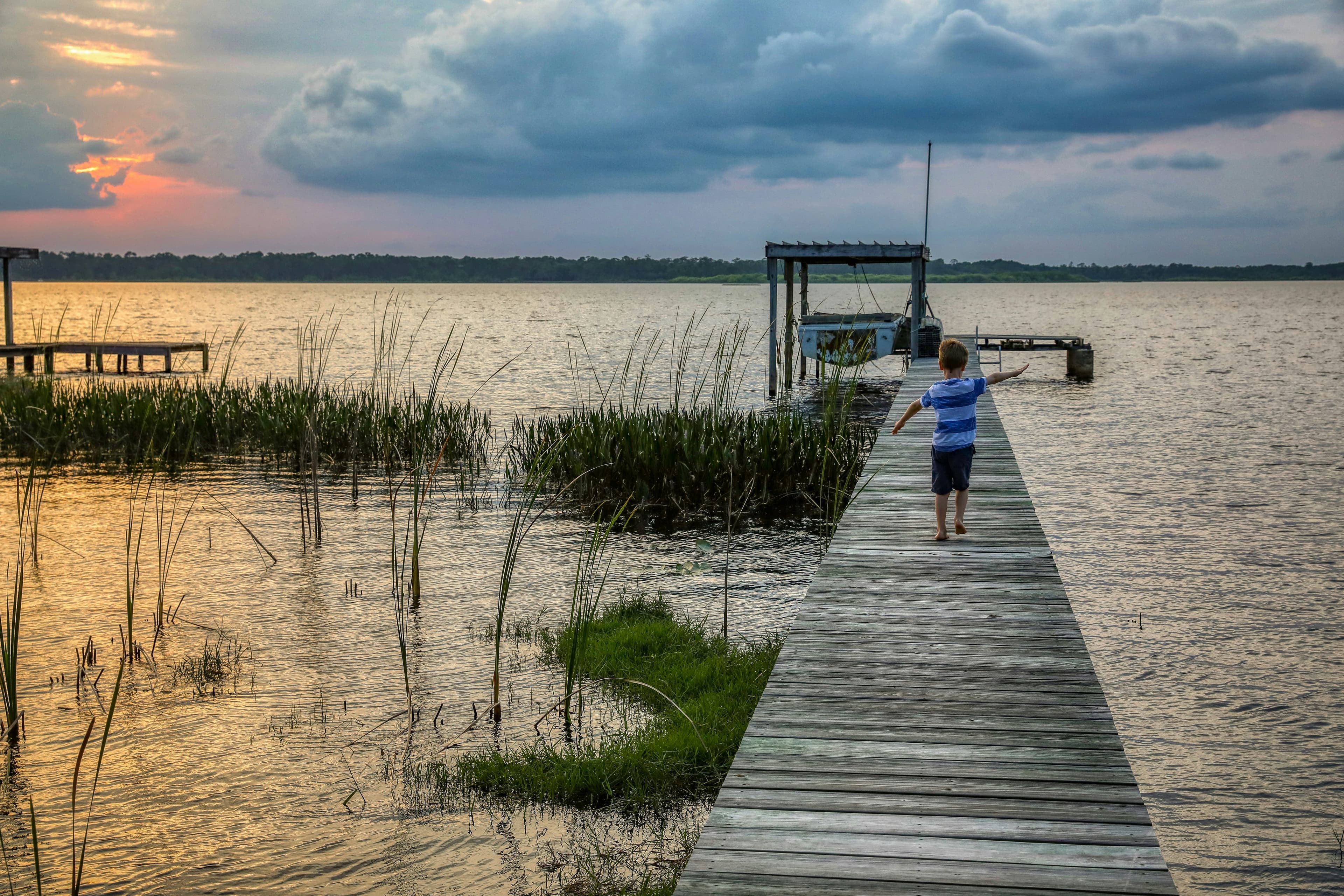 Cattail removal in Florida: when to manage and when to clear